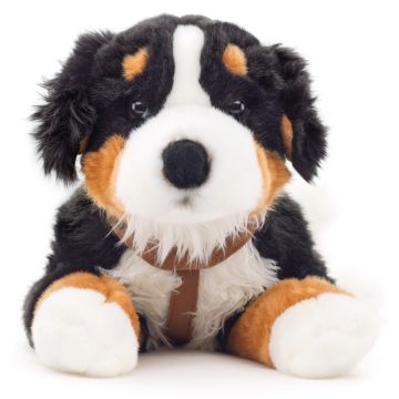 Berner Sennenhund, liegend (mit Geschirr) - 62 cm (Länge)