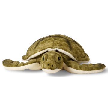 Grüne Meeresschildkröte - 34 cm (Länge)