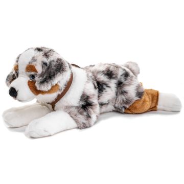 Australischer Schäferhund, liegend (mit Geschirr) - 63 cm (Länge)