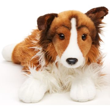 Langhaarcollie, liegend - Gesicht weiß-braun - 41 cm (Länge)