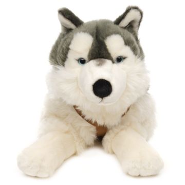 Husky, liegend (mit Geschirr) - 62 cm (Länge)