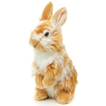 Löwenkopf-Kaninchen, stehend (gold-weiß gescheckt) - Mit aufgestellten Ohren  - 23 cm (Höhe)